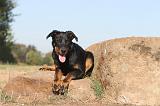 BEAUCERON - PUPPIES 045